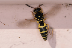 Euodynerus disconotatus