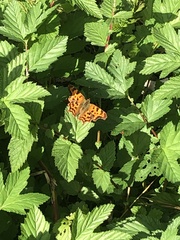 Polygonia c-album