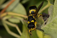 Ancistrocerus auctus