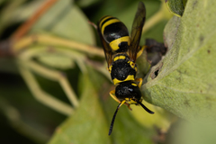 Ancistrocerus auctus