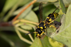 Ancistrocerus auctus