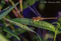 Sympetrum vicinum