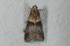 Acrobasis repandana