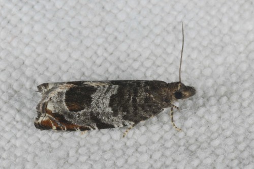 Triangle-marked Roller, photo 5 of 10