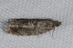 Ancylis achatana