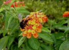 Bombus bicoloratus