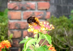 Bombus bicoloratus