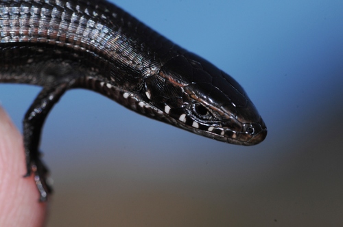 Five-toed Whip Lizard, Tetradactylus seps