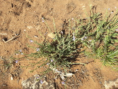 Penstemon linarioides