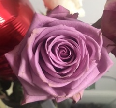 Rosa