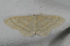 Idaea deversaria