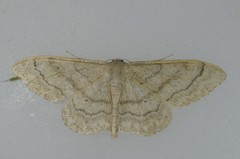 Idaea deversaria