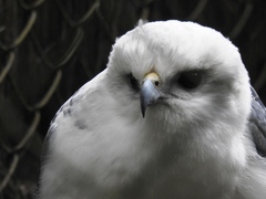 Pseudastur polionotus