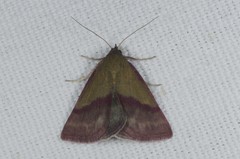 Phytometra viridaria