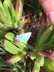 Callophrys viridis
