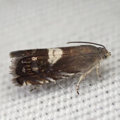Grapholita fana