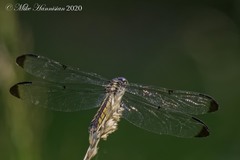 Libellula vibrans