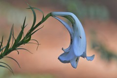 Lilium philippinense