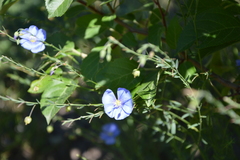 Linum alpinum