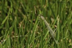 Enallagma durum