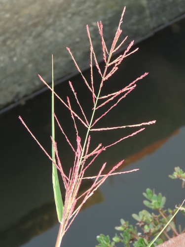 Image of Dinebra chinensis by (c) chiuluan, some rights reserved (CC BY)