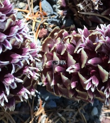 Adela septentrionella