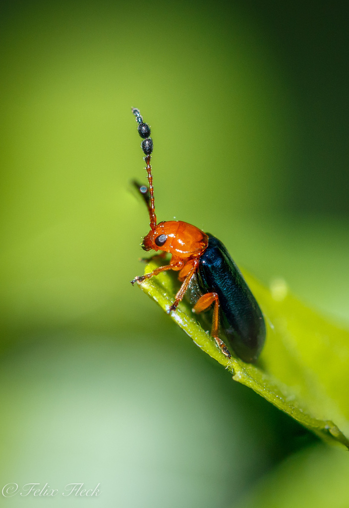 Metacoryna