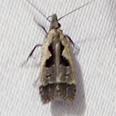 Dichomeris setosella