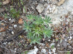 Petrosedum amplexicaule