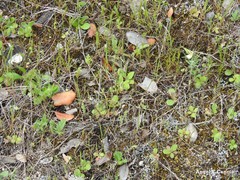 Ornithopus compressus