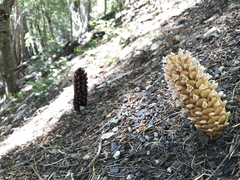 Kopsiopsis strobilacea