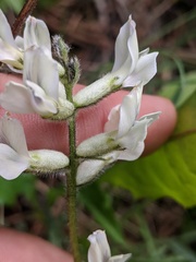 Oxytropis sericea