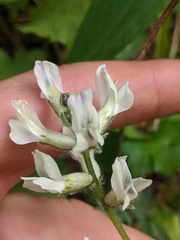 Oxytropis sericea