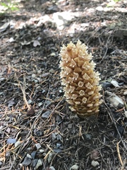 Kopsiopsis strobilacea