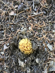 Kopsiopsis strobilacea