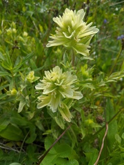 Castilleja parviflora albida