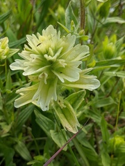 Castilleja parviflora albida