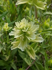 Castilleja parviflora albida