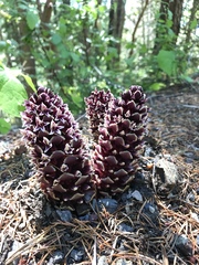 Kopsiopsis strobilacea