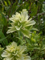 Castilleja parviflora albida
