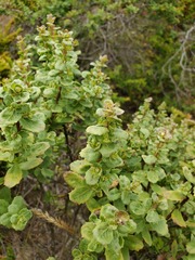 Baccharis pilularis pilularis