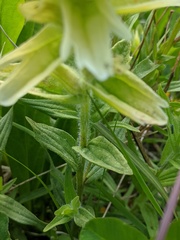 Castilleja parviflora albida