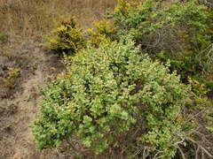 Baccharis pilularis pilularis