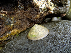 Acmaea