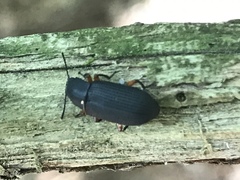 Haplandrus fulvipes