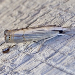 Parapediasia decorellus