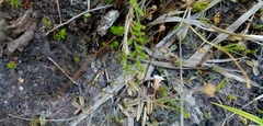 Pinguicula lusitanica