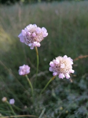 Armeria maritima sibirica