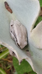 Dendropsophus luddeckei