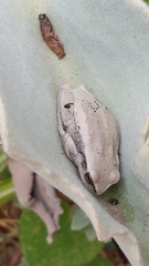 Dendropsophus luddeckei